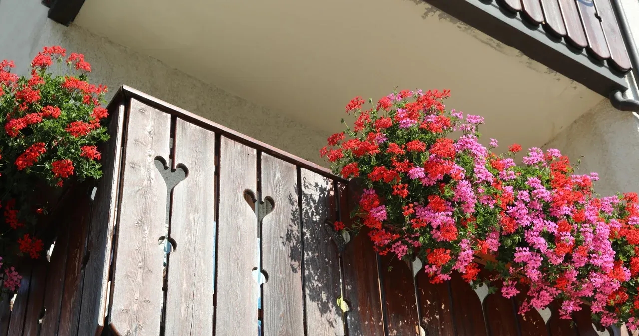 Kiedy sadzić kwiaty na balkon, aby uniknąć niepowodzeń w ogrodnictwie?