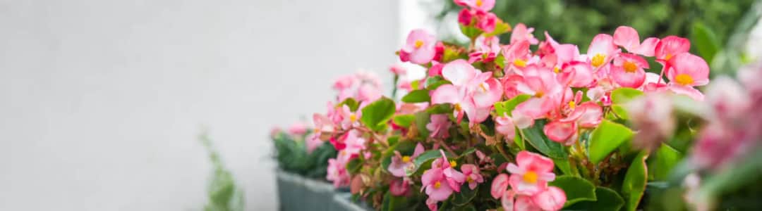 Jakie kwiaty na balkon wschodni - rośliny, które przetrwają w cieniu