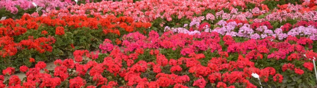 Kiedy sadzimy pelargonie na balkonie, aby uniknąć przymrozków?